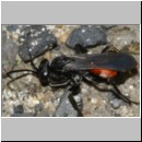 Anoplius infuscatus - Weswespe w004b 9mm - OS-Hasbergen-Lehmhuegel-det.jpg